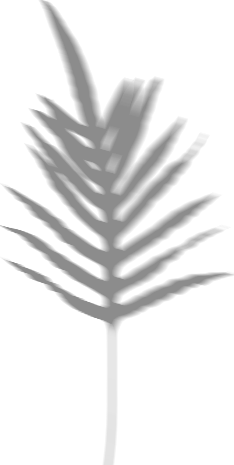Blurred Tropical Leaf Shadow